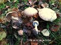 Cortinarius lanigerioides-amf655